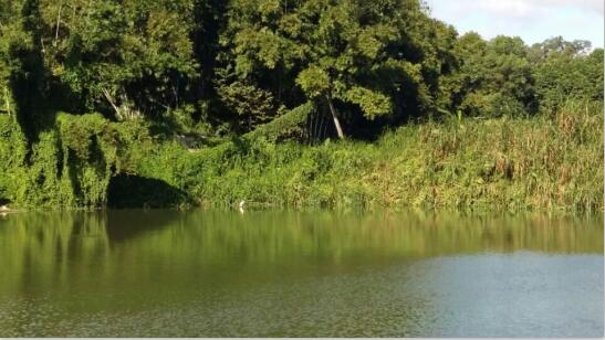 三三禽業養殖基地- (4) 三三禽業養殖基地- (4)